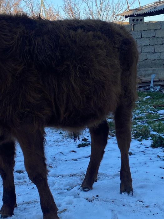 Огыз сатылады еркек