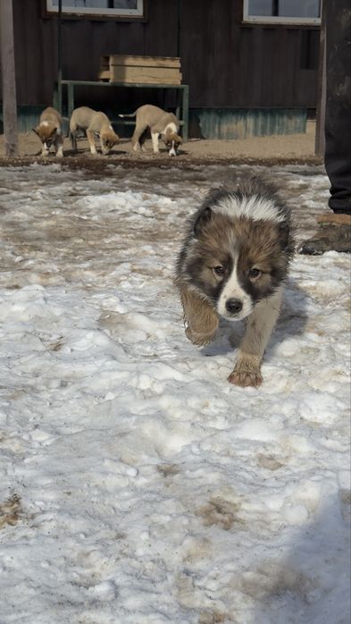 Отдам щенка в хорошие руки