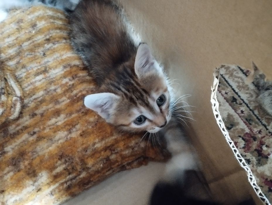 Отдаём котят в добрые руки