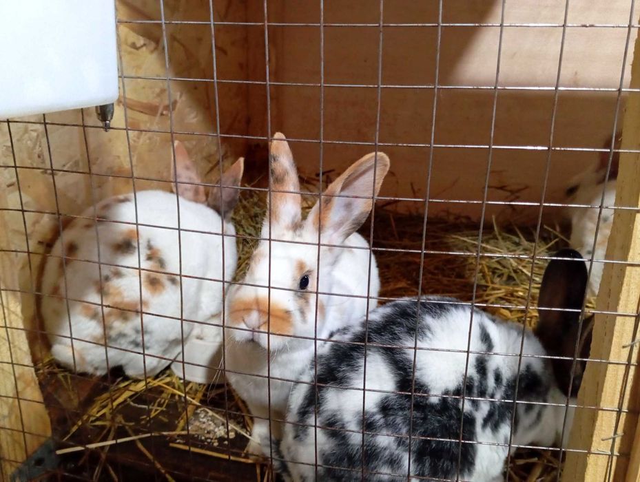 Кролики Рекс разных окрасов.