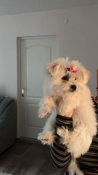 cățeluș bichon maltez