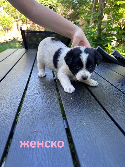 Подарявам кученца