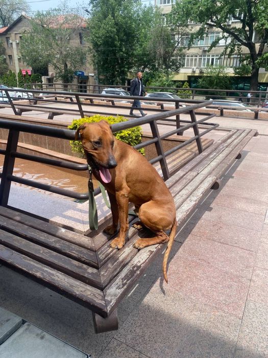 Родезийский риджбек ищет дом