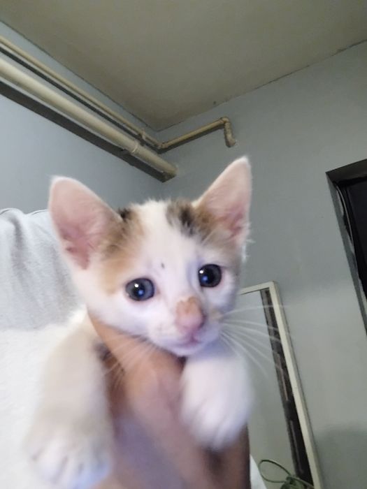 Pisoi  de  de adoptat urgent  ( 50 lei)