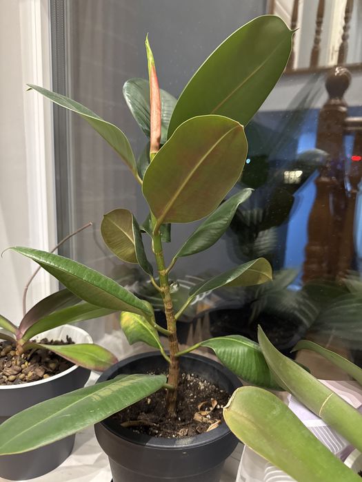 Фикус эластика. Фикус бенджамина