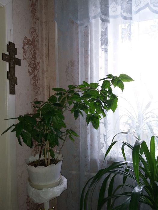 Взрослое растение " Роза " комнатое.