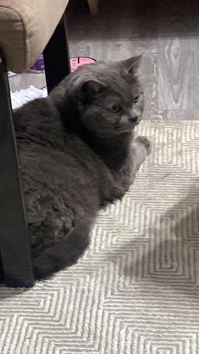 Кот британский..