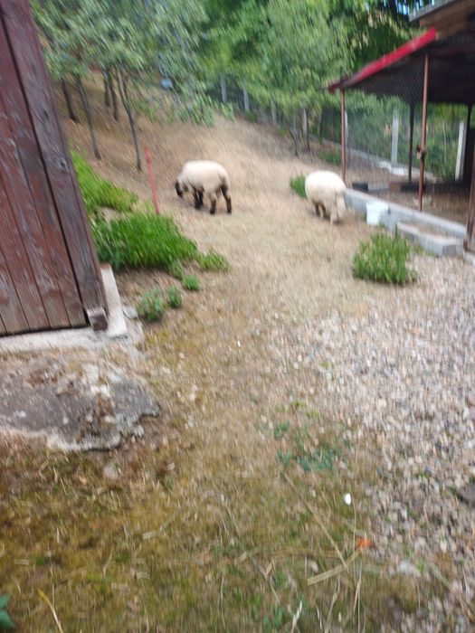 Vand doi berbecuți.