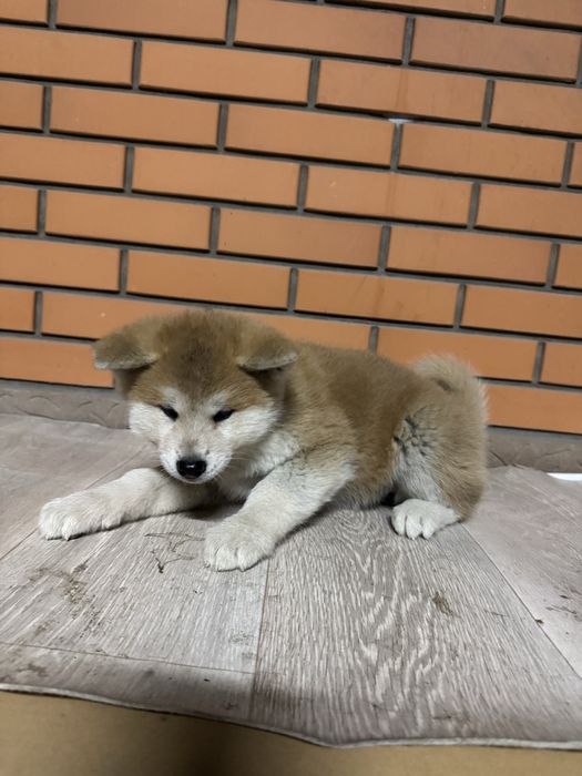 Акита Ину щенки