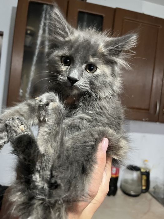 Кошка мейнкун помест