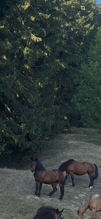Iapa doi ani de vânzare