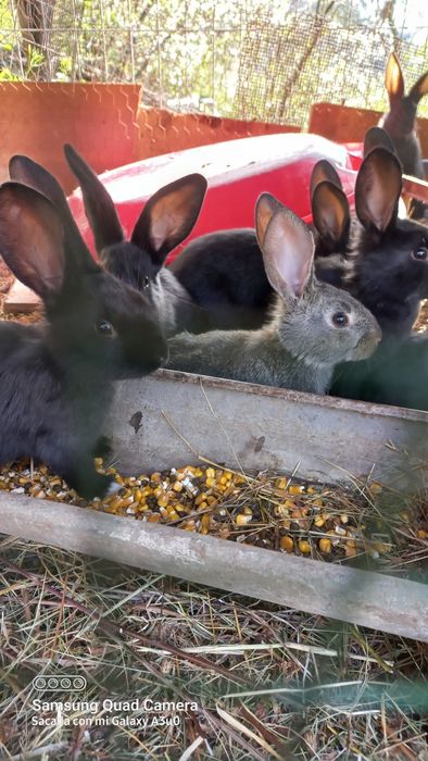 Pui găină de la 3 săptămâni , iepuri 2 luni la 35 RON