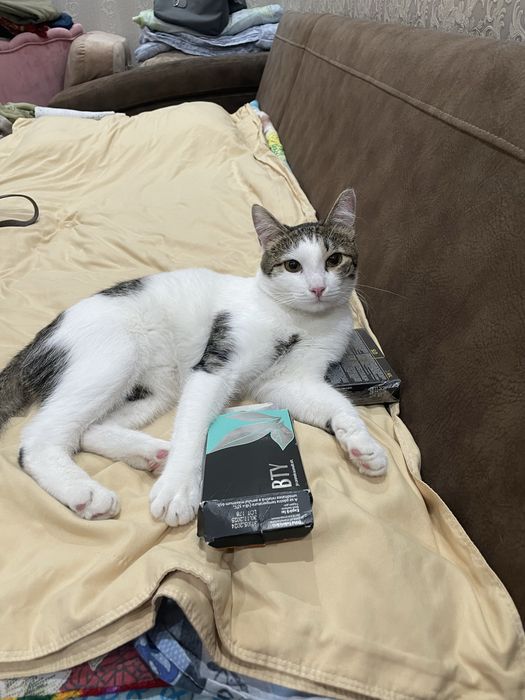 Котик 1 год, кастрирован. Астана