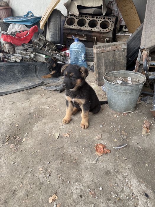 Nemetiskiy afchar bor bollari kimga zaril bolsa sotiladi 2 oylik