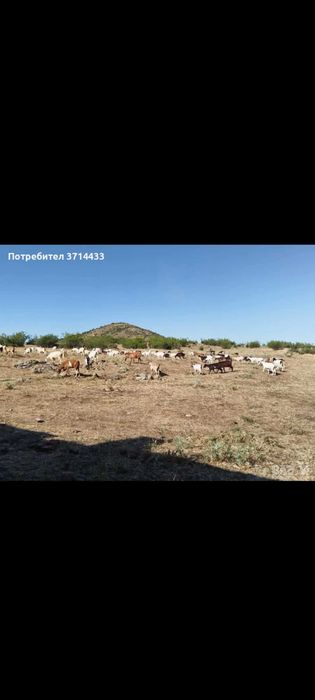 Продавам млади кози