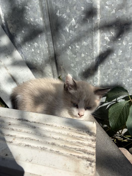 Отдадим котят в хороши руки