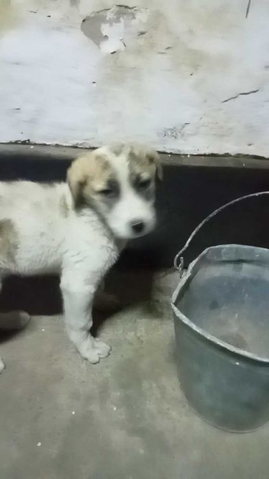 Күшік алабай жеңілдік