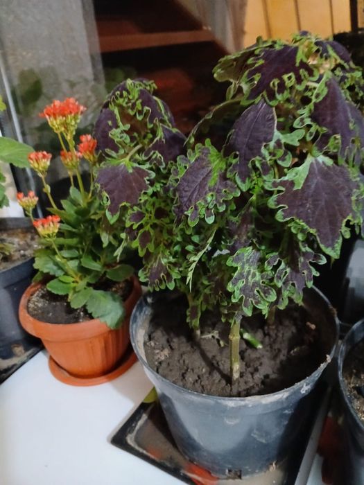 Срочно продам много цветов