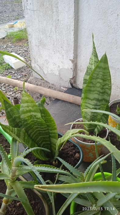 Распродажа. Почти даром.