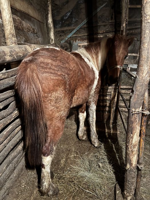 Продам жеребец 2 года