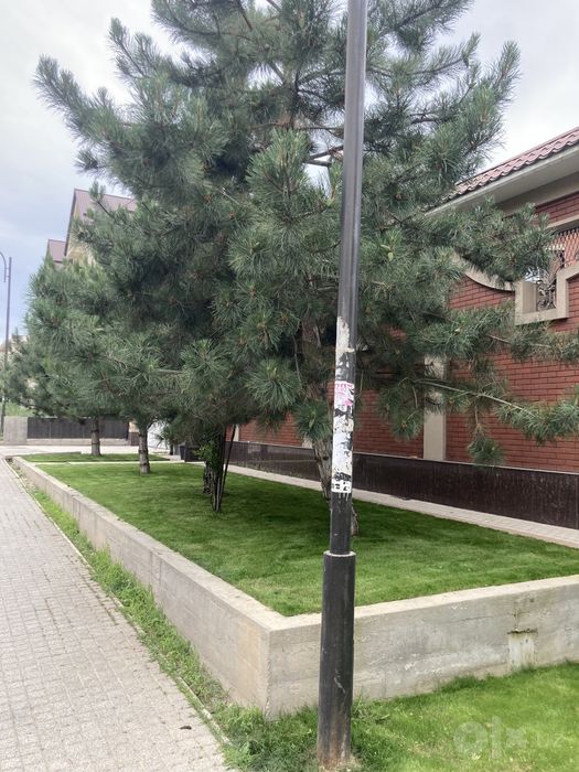 ГАЗОН.Профессиональная посадка газона и деревьев под ключ