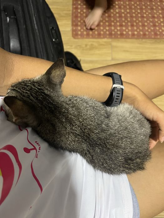 Отдам в добрые руки котика