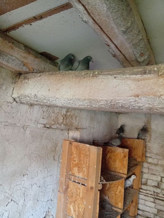 Продавам спортни гълъби