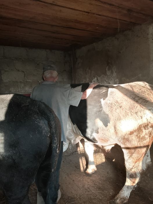 Продам пять Быков