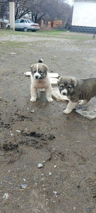 Күшіктер сатылады