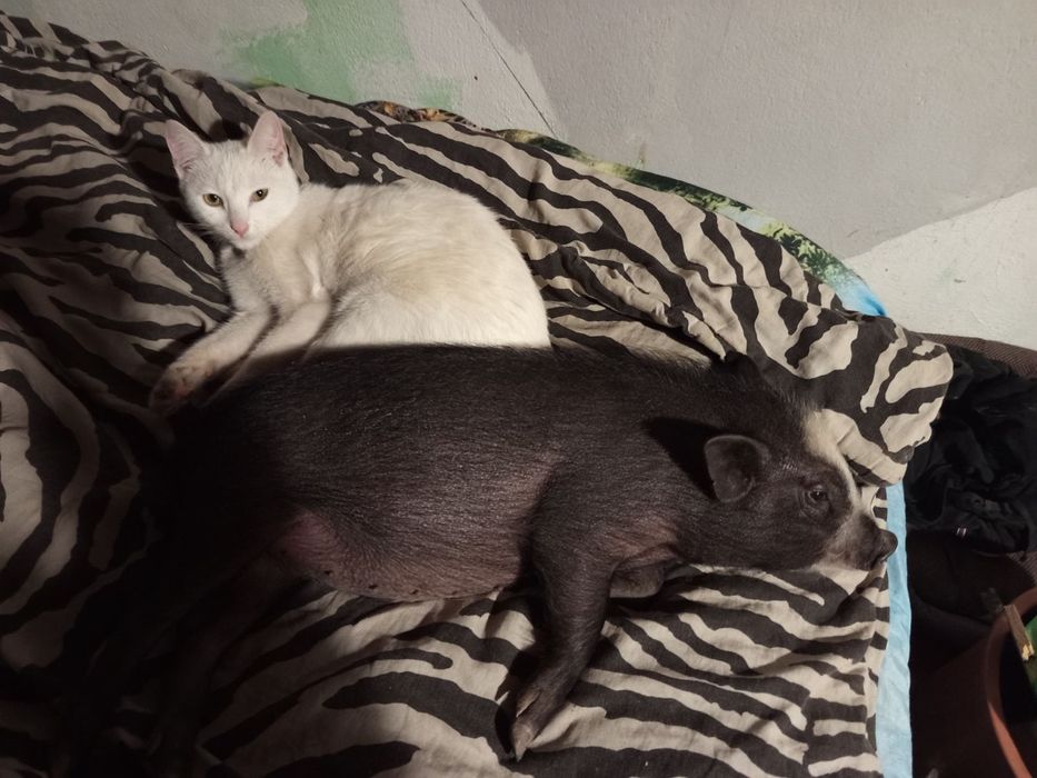 Виетнамско мини прасе