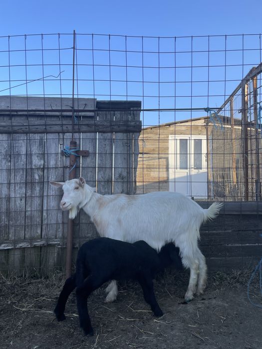 Capră Saanen cu 2 ieduțe gemene si una la prima fatare – rasă de lapte