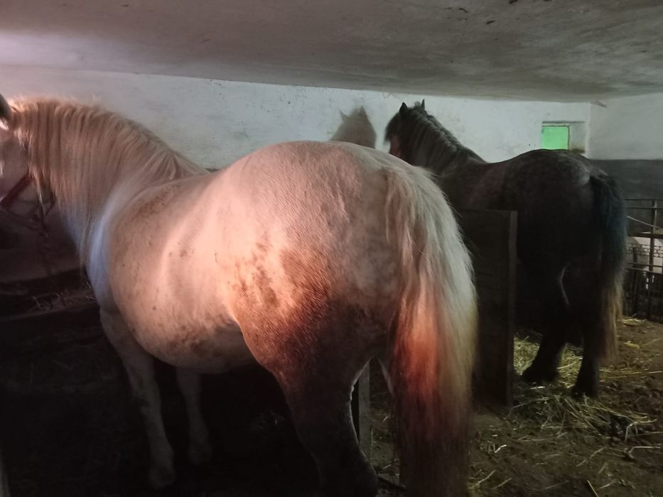 Vand o pereche de caii