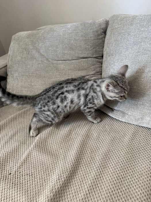 Шотландский скоттиш страйт