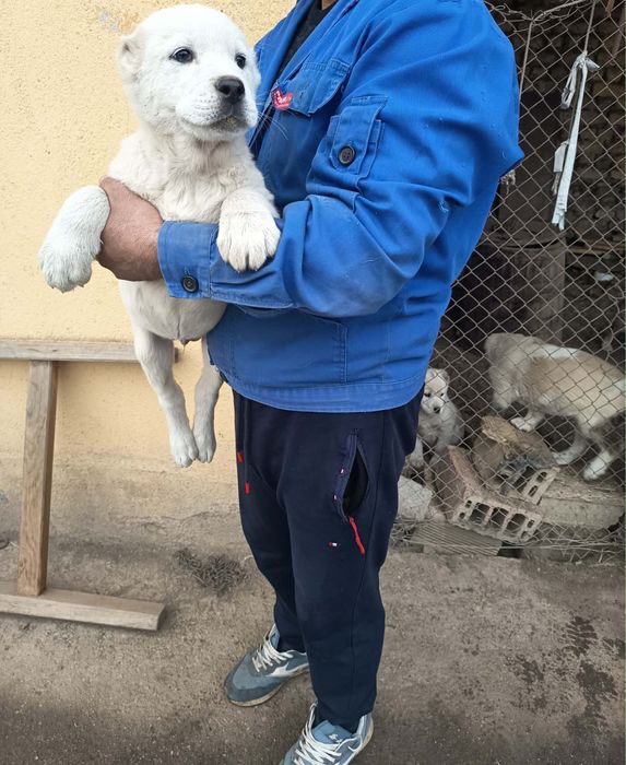 Алабай (Средно Азиатска овчарка)