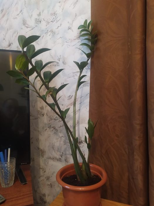 Цветок Замиокулькас