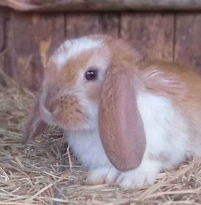 Iepure berbec german Si California