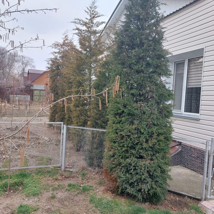 Продам многолетний можевельник