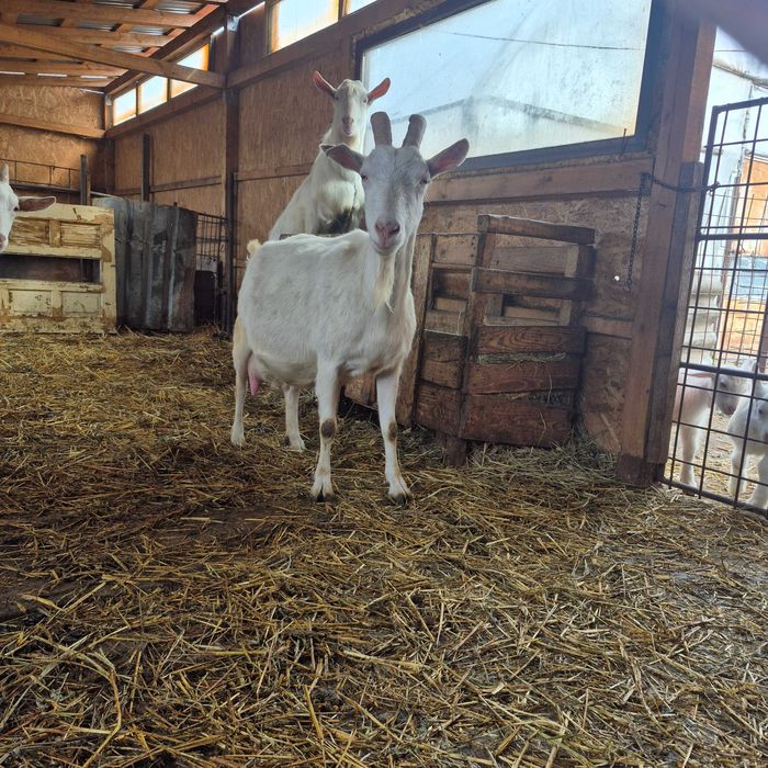 Iezi rasa Sannen de vânzare