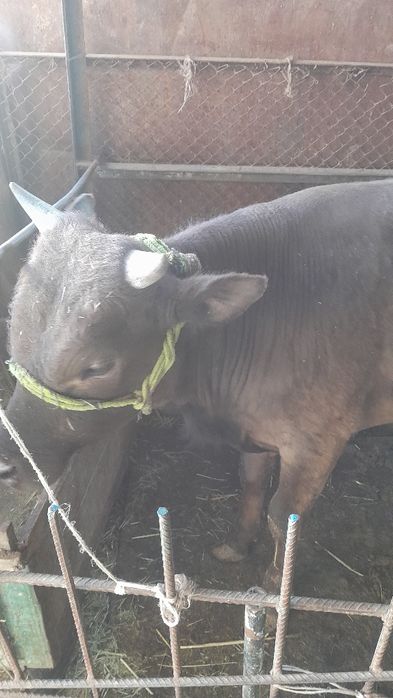 Бұқаша сатылады.