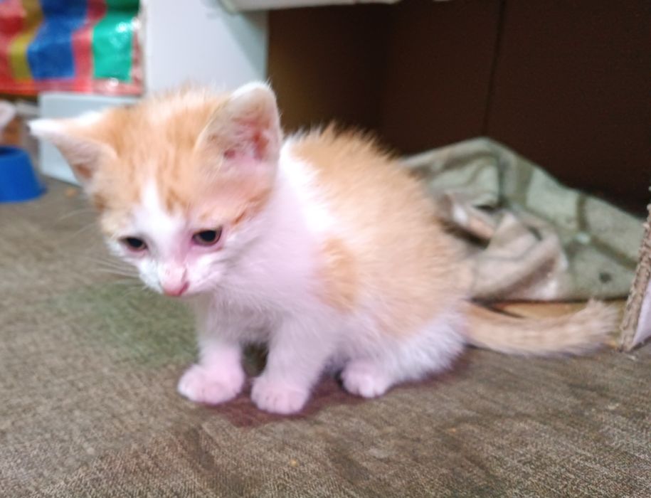 Котёнок ищет дом
