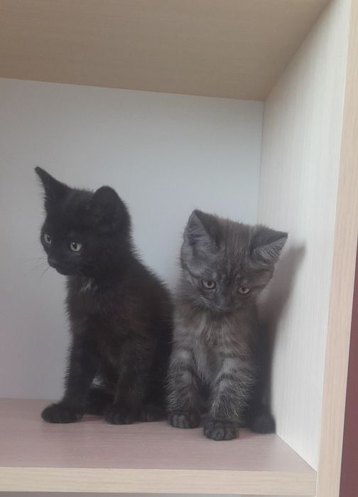 Отдам котят в добрые руки