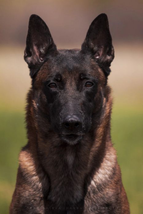 Вязка. Кобель малинуа