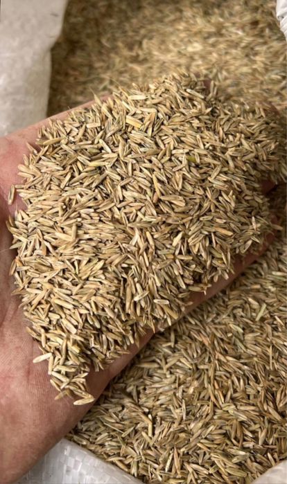 Sparceta, Iarba de Sudan, Trifoi, Mazariche, Ovaz, Iarba de Coasa