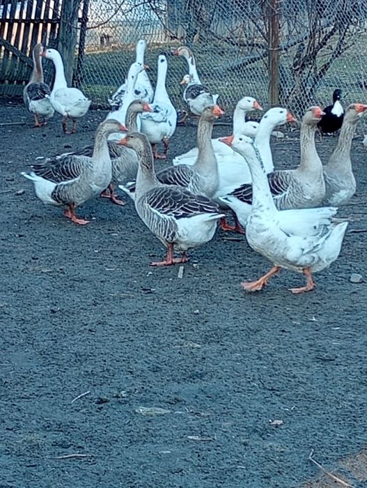 Vând gâște și rațe