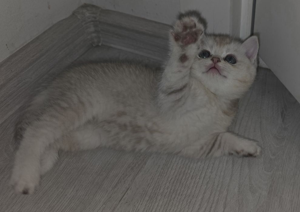 Toza qon mushukchalar sotiladi.