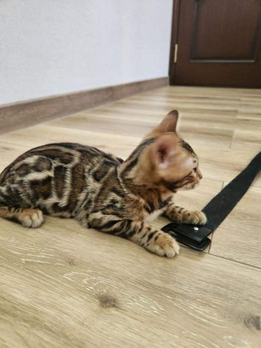 Бенгальский Bengal leopard mushukcha