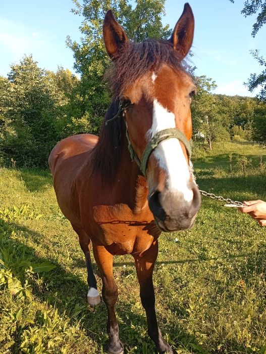 Vând mânza de 2 ani și 3 luni