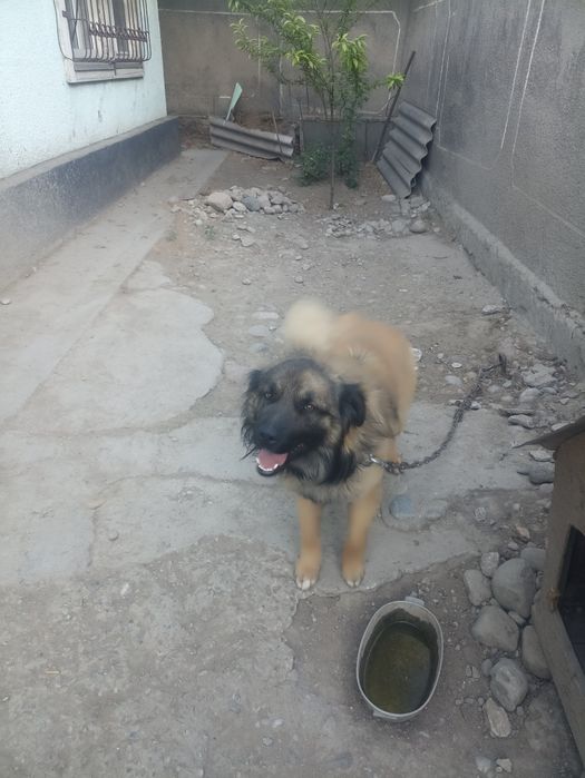 Собака-Дворняшка