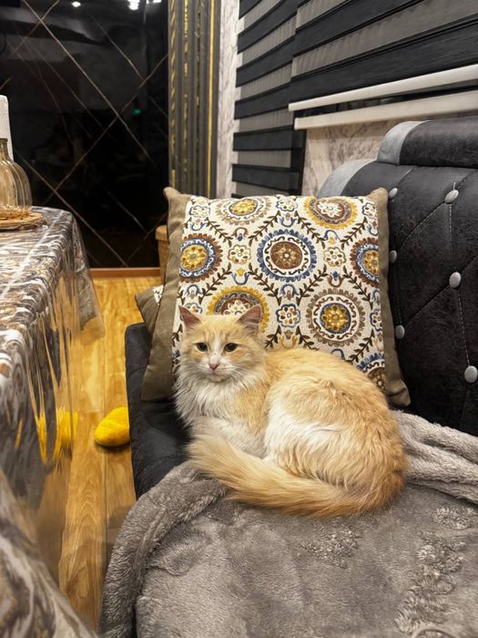 Кошечка ищет хозяина!