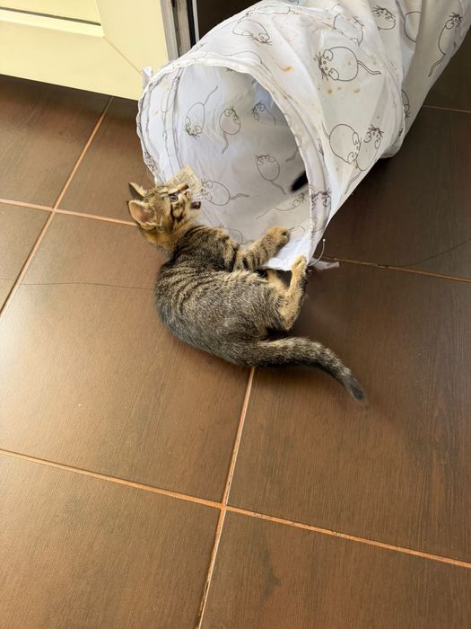 Donez pisici1 baiat si o pisicuta